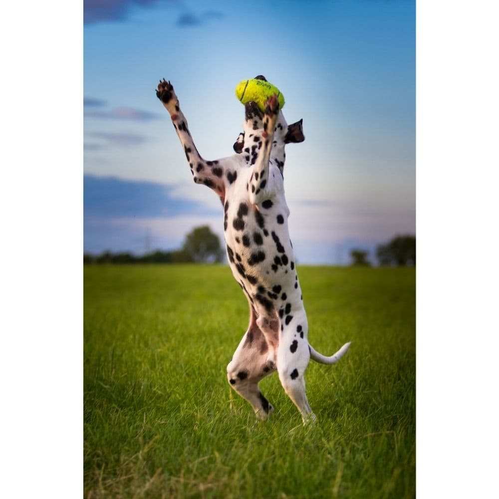 https://admins.vetfarmas.ee/storage/media/18041/35585775241_1_FLMG-Kong-Rotaļlieta-Suņiem-Airdog-Squeaker-Football---L-507477.jpg